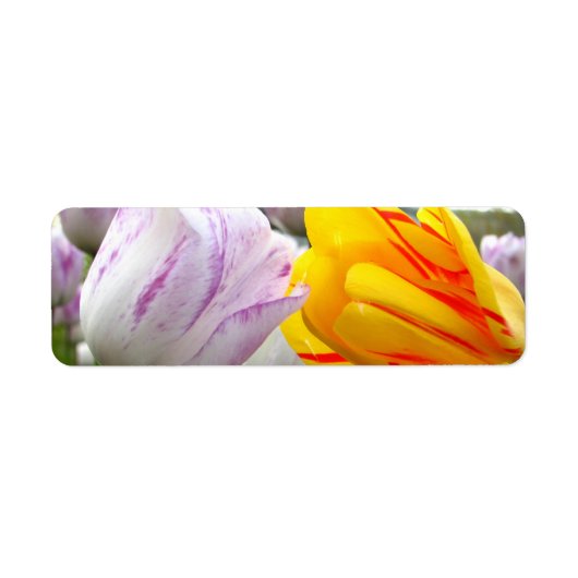 チューリップ愛 ラベル (正面)