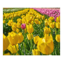 チューリップ春