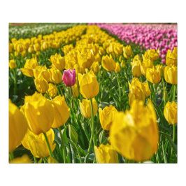 チューリップ春 フォトプリント           