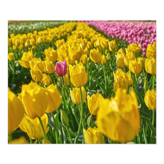 チューリップ春 フォトプリント            (正面)