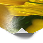 チューリップ春 フォトプリント            (角)