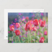 チューリップ水平はがき ポストカード (正面/裏面)