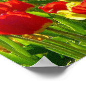 チューリップ海 ポスター (角)