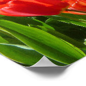 チューリップ海III ポスター (角)