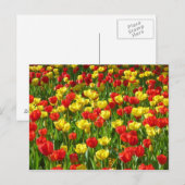 チューリップ海III ポストカード (正面/裏面)