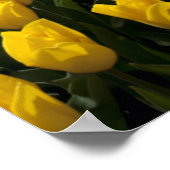 チューリップ畑に出ている ポスター (角)