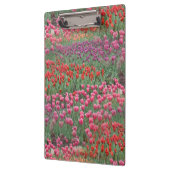 チューリップ畑 クリップボード (左)