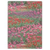 チューリップ畑 クリップボード (裏面)