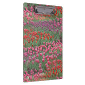 チューリップ畑 クリップボード (右)