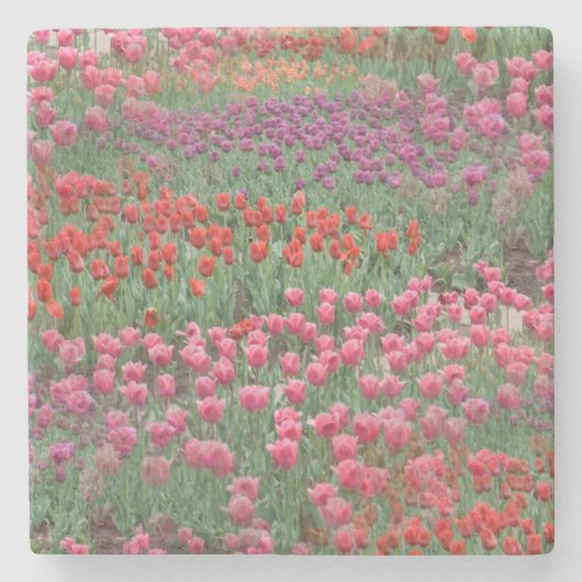 チューリップ畑 ストーンコースター (正面)