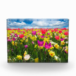 チューリップ畑 フォトブロック