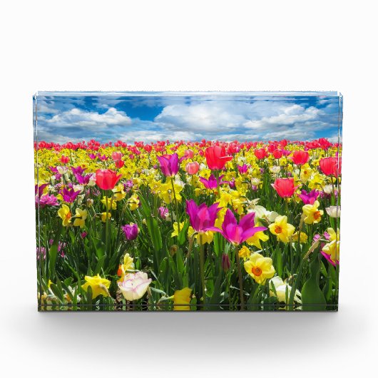 チューリップ畑 フォトブロック (正面)