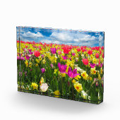 チューリップ畑 フォトブロック (右)