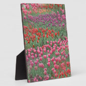 チューリップ畑 フォトプラーク (側面)