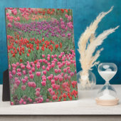 チューリップ畑 フォトプラーク (側面)