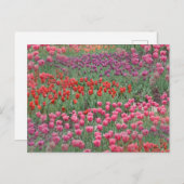 チューリップ畑 ポストカード (正面/裏面)