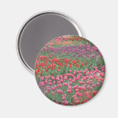 チューリップ畑 マグネット (正面/裏面)