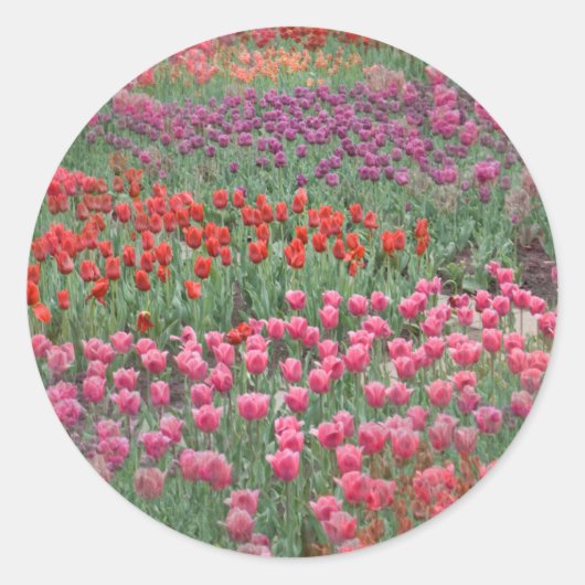 チューリップ畑 ラウンドシール (正面)