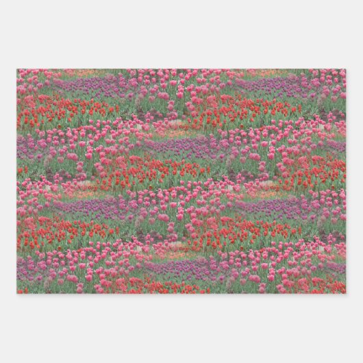 チューリップ畑 ラッピングペーパーシート (正面3)