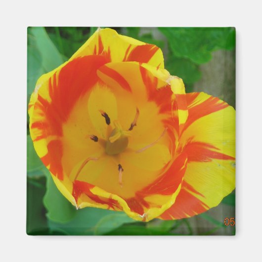 チューリップ磁石 マグネット (正面)