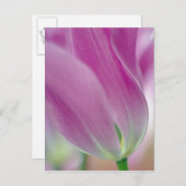 チューリップ花の下側のクローズアップ, 2 ポストカード (正面/裏面)