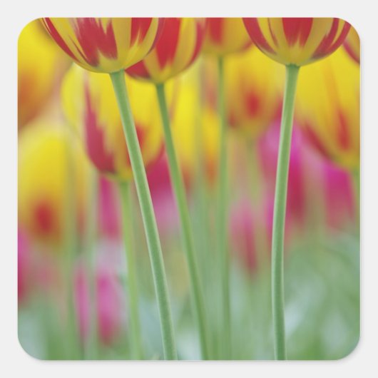 チューリップ花の下側のクローズアップ， 3 スクエアシール (正面)