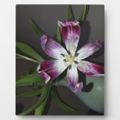 チューリップ花 フォトプラーク (正面)