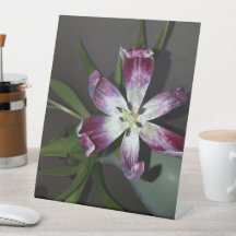 チューリップ花