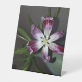 チューリップ花 台座サイン (正面)