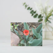 チューリップ葉書 ポストカード (スタンド正面)