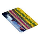 チューリップ表示フィールド マグネット (右側)