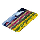 チューリップ表示フィールド マグネット (左側)