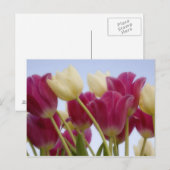 チューリップ詳細。クレジット：ドン・ポールソン/ ポストカード (正面/裏面)