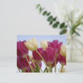 チューリップ詳細。クレジット：ドン・ポールソン/ ポストカード (スタンド正面)