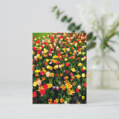 チューリップ開花 ポストカード (スタンド正面)