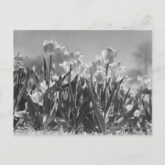 チューリップ開花 ポストカード (正面)