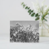 チューリップ開花 ポストカード (スタンド正面)