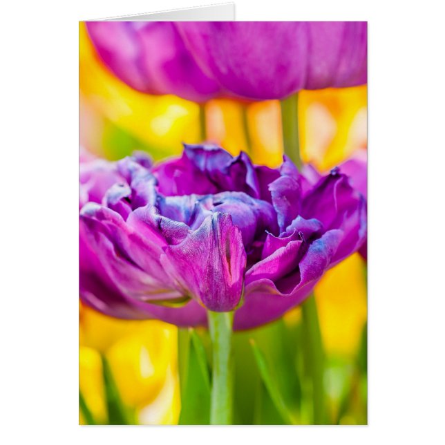 チューリップ魅惑的なダークピンク (正面)