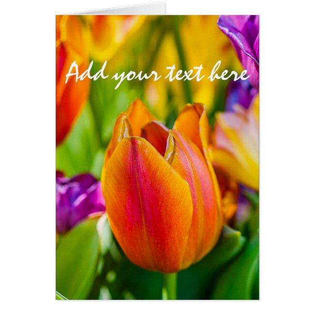 チューリップ魅惑的 (正面)