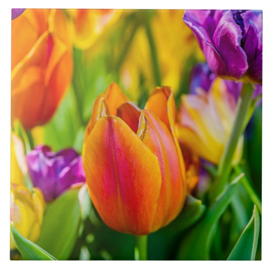 チューリップ魅惑的 タイル (正面)