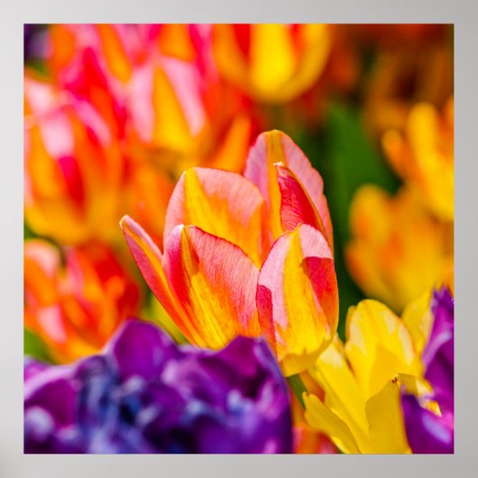 チューリップ魅惑的 ポスター (正面)
