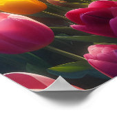 チューリップ鮮やかフィールドイン開花 ポスター (角)