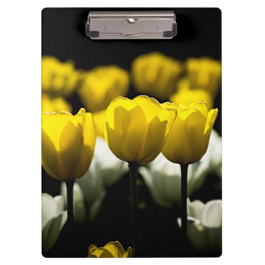 チューリップ黄色と白 クリップボード (正面)