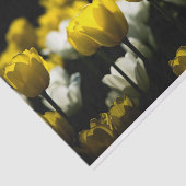 チューリップ黄色と白 薄葉紙 (詳細)