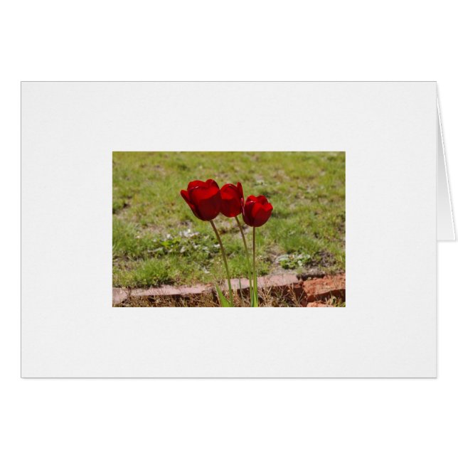 チューリップ (正面横)