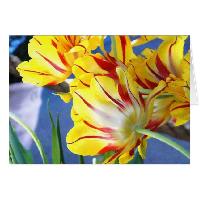 チューリップ (正面横)