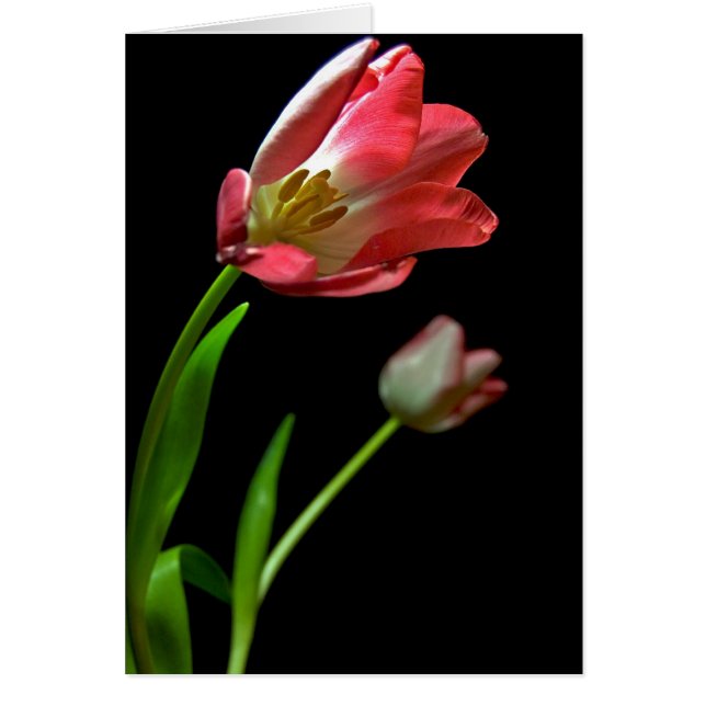 チューリップ (正面)