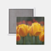 チューリップ2 マグネット (正面/裏面)