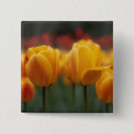 チューリップ2 缶バッジ (正面)