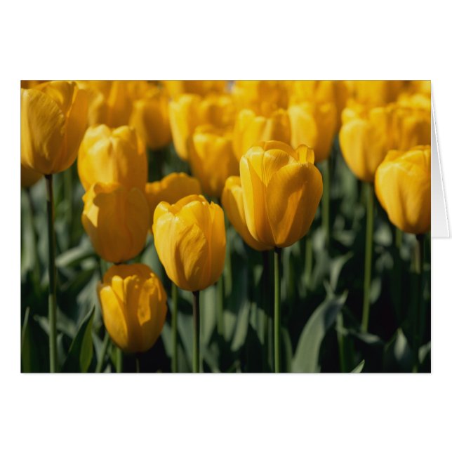 チューリップ3 (正面横)